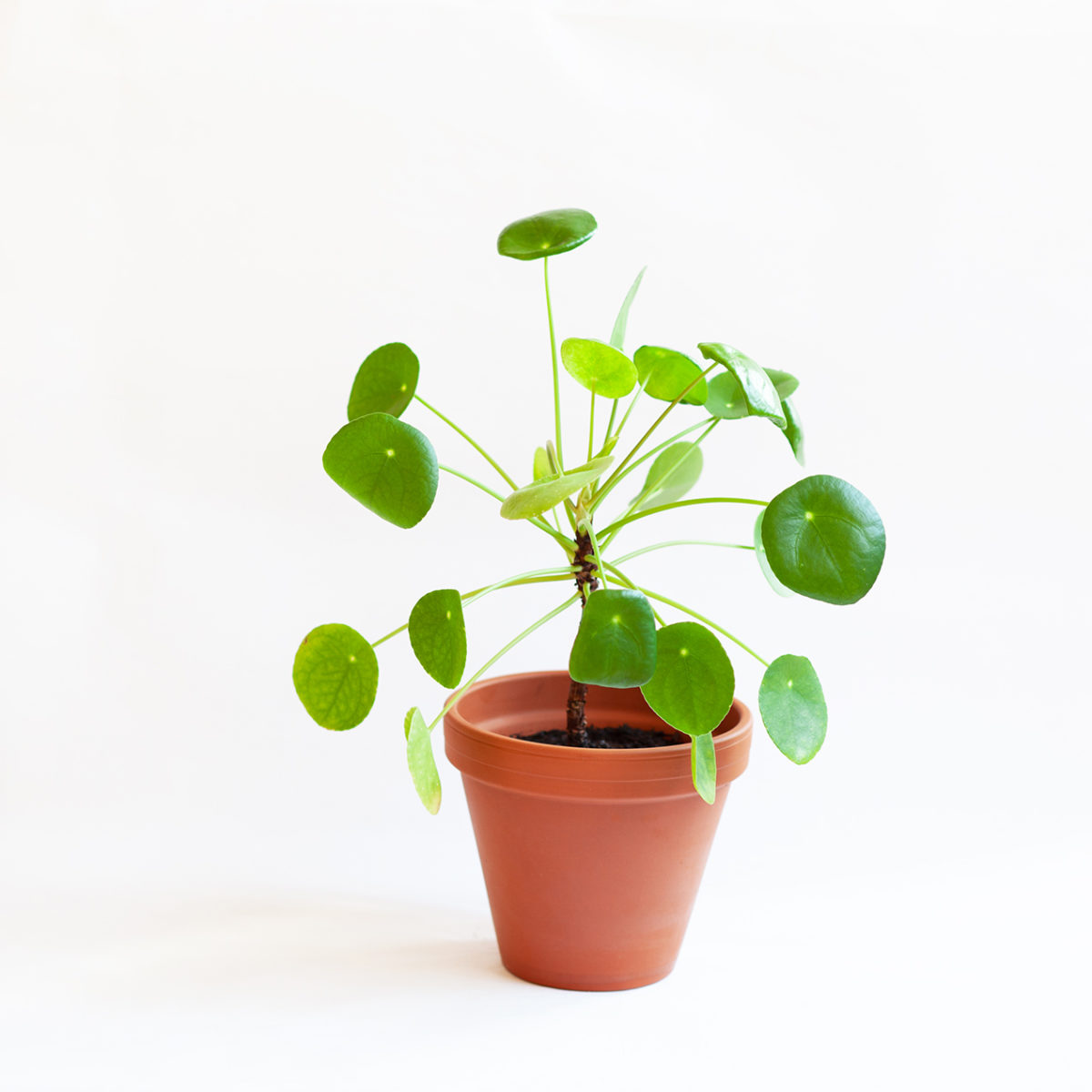 Pilea (medium) - Image 2